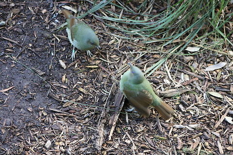 Satin Bowerbird mates  Ptilonorhynchus violaceus,Satin Bowerbird