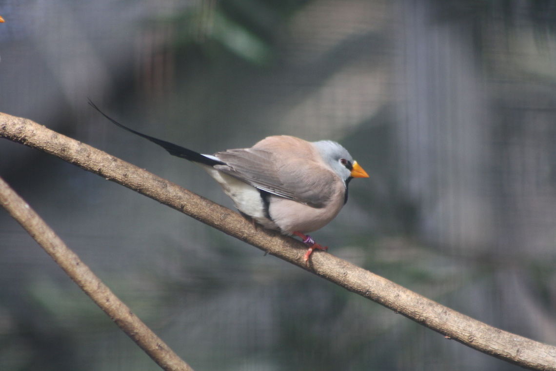 Long-tailed Finch Long Tailed Finch is found coastal Top end of Australia from Broome (WA) through the Kimberley, top end (NT) and just over the border of Qld.  They forages on the ground and in grasses, take flying insects. Long-tailed Finch,Poephila acuticauda