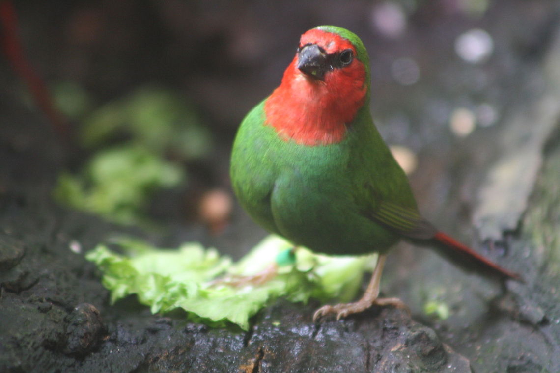 Red-throated Parrot Finch closeup  Erythrura psittacea,Red-throated Parrotfinch