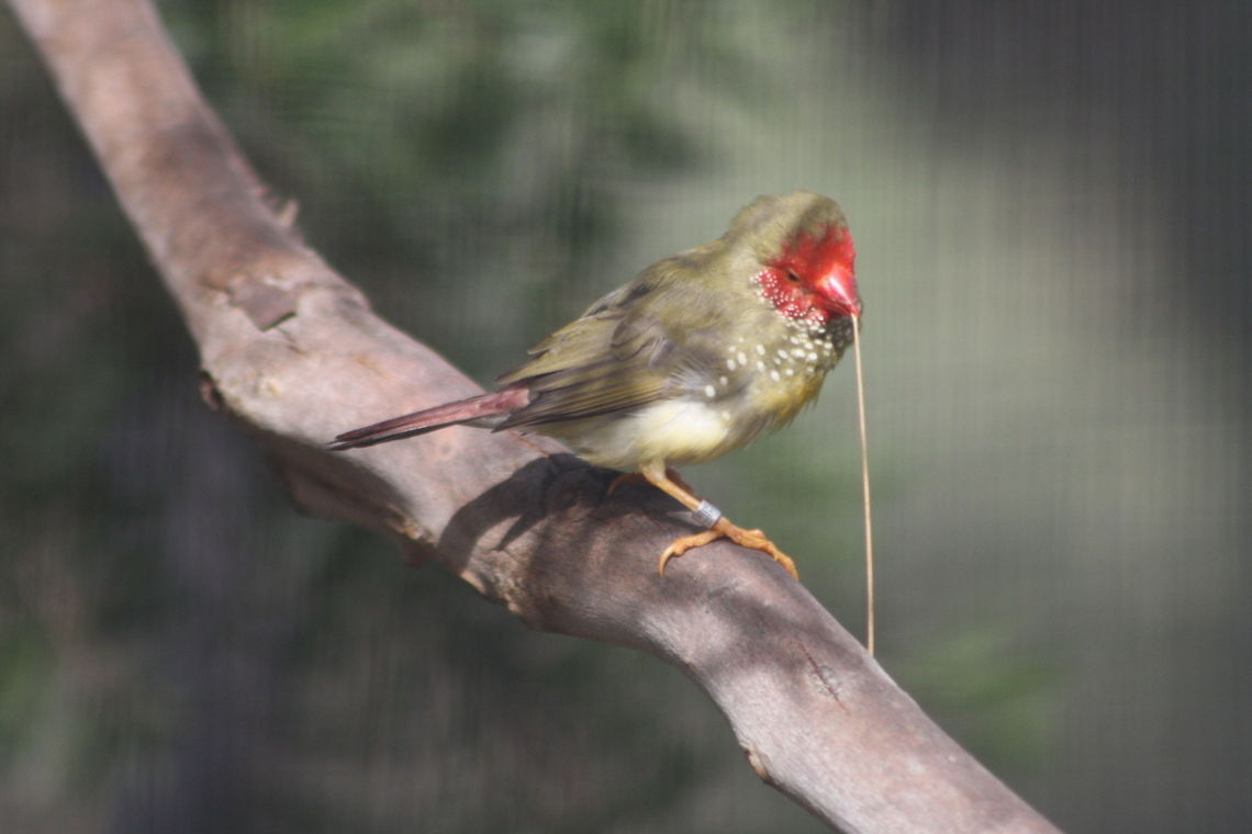 Star finch  Neochmia ruficauda,Star Finch