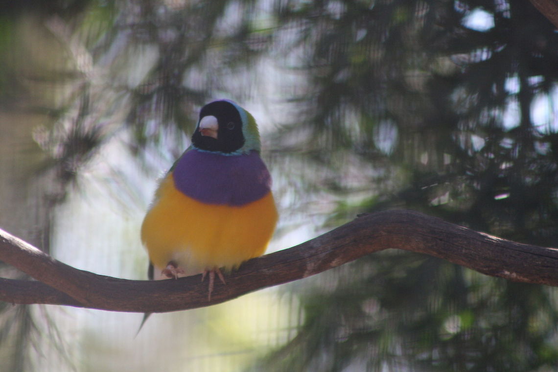 Gouldian Finch  Erythrura gouldiae,Gouldian Finch
