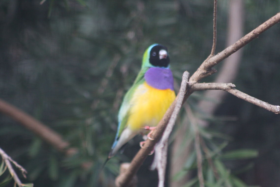 Gouldian Finch - 2  Erythrura gouldiae,Gouldian Finch