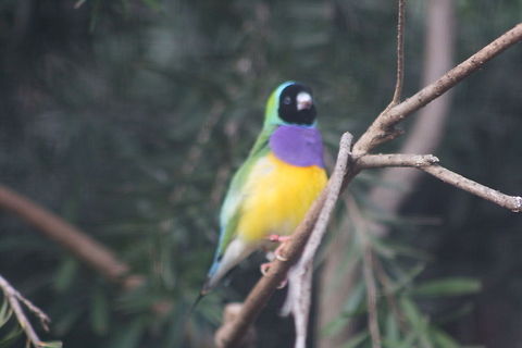 Gouldian Finch - 2  Erythrura gouldiae,Gouldian Finch