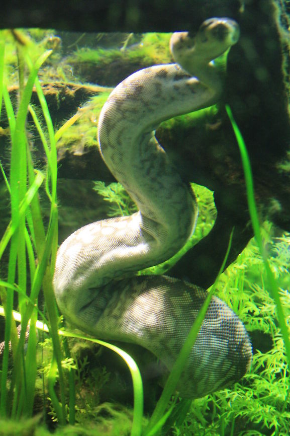 Arafura File Snake  Acrochordus arafurae