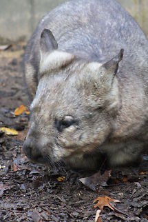 Common wombat  Vombatus ursinus,common wombat