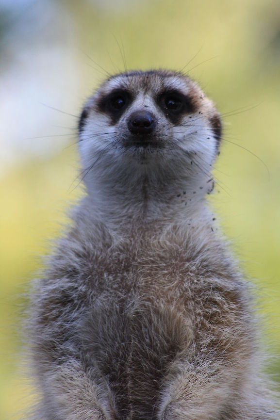 Meerkat stare  Meerkat,Suricata suricatta