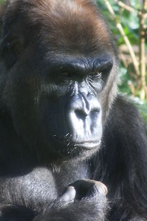 Western lowland gorilla portrait  Gorilla gorilla gorilla,Western lowland gorilla