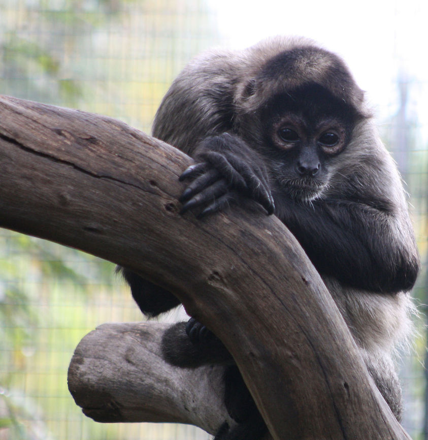 Blackhanded Spider Monkey  Ateles geoffroyi,Geoffroys spider monkey