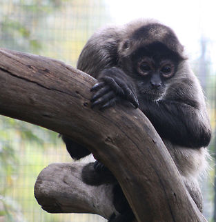 Blackhanded Spider Monkey  Ateles geoffroyi,Geoffroys spider monkey