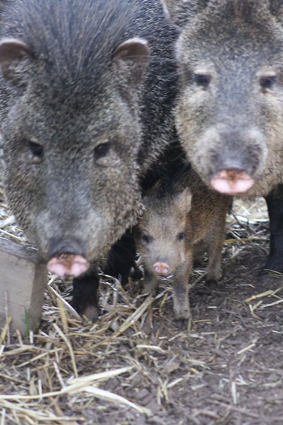 Collared Peccary family  Collared peccary,Pecari tajacu