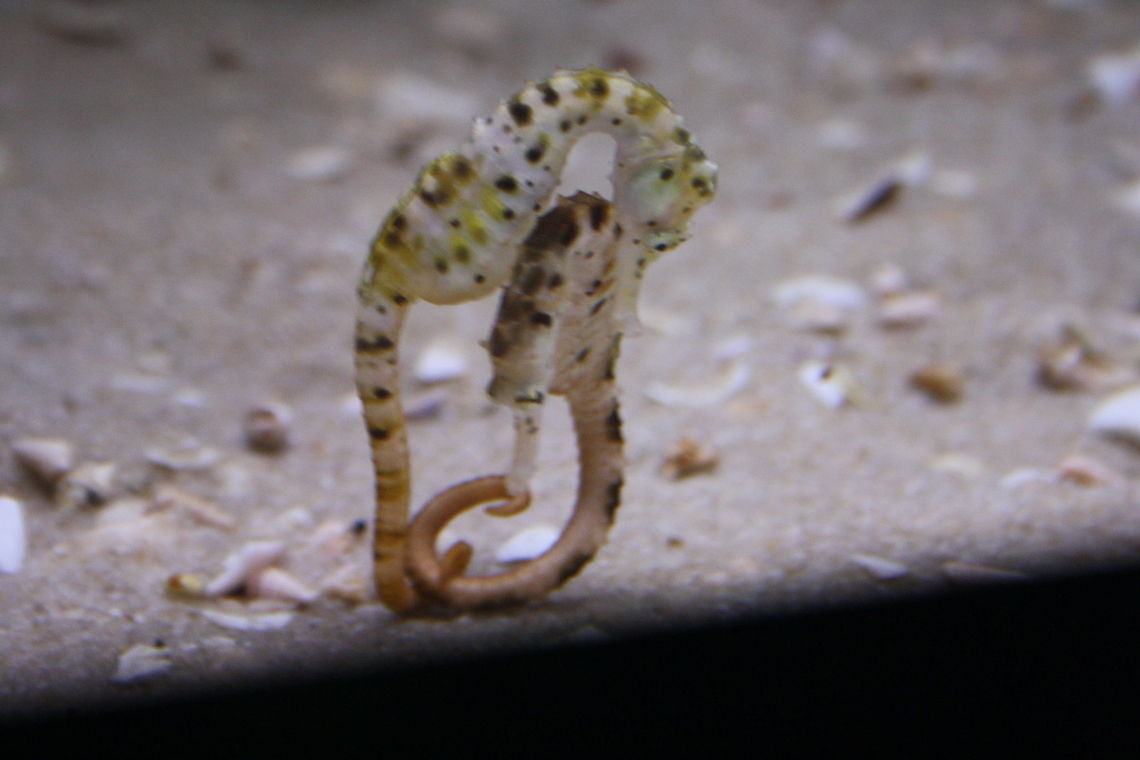 Big-bellied Seahorse Big bellied Sea Horse is the largest Sea horse reaching 35cm.  They are found along the coast of sth New South Wales through to South Australia. They can be found in kelp attached to Jetty pylons. Big-belly seahorse,Hippocampus abdominalis