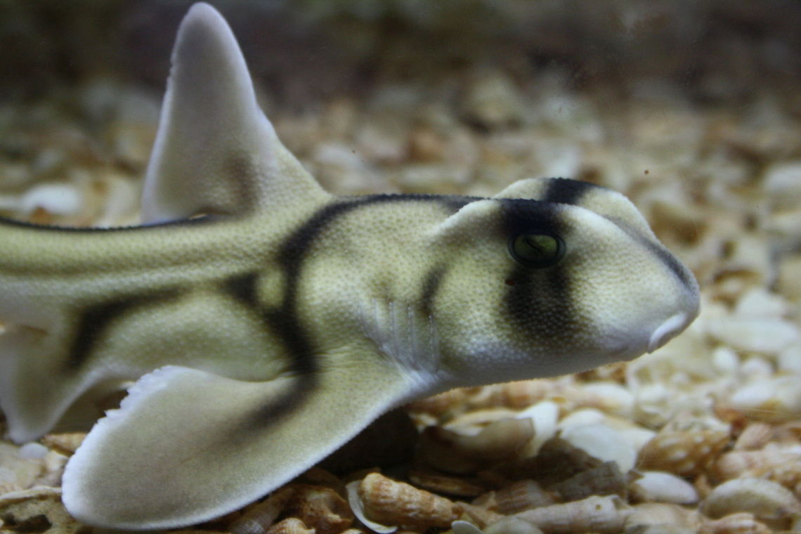 Port Jackson shark  Heterodontus portusjacksoni,Port Jackson shark