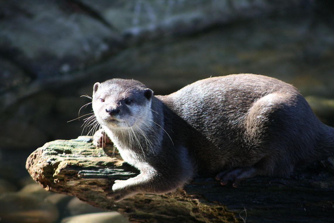 Oriental small-clawed otter  Aonyx cinerea,Oriental small-clawed otter