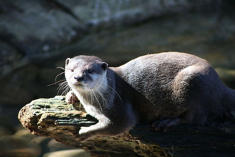 Oriental small-clawed otter  Aonyx cinerea,Oriental small-clawed otter
