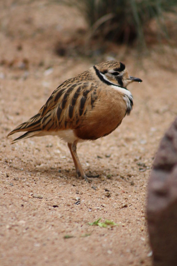 Inland Dotterel Range in inland parts of all mainland states of Australia Charadrius australis,Inland Dotterel