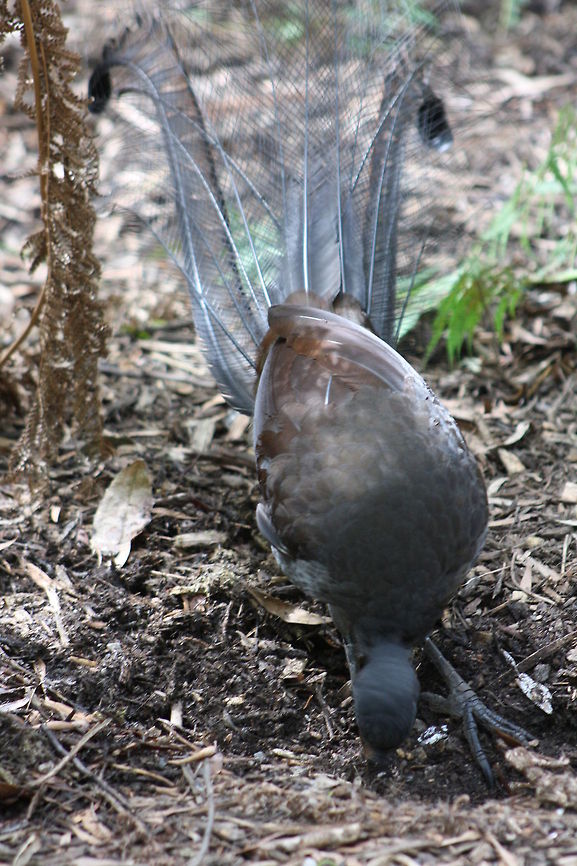Superb Lyre Bird  Lyre Bird,Menura novaehollandiae,Superb Lyrebird