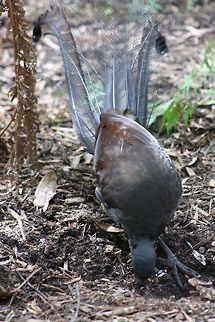 Superb Lyre Bird  Lyre Bird,Menura novaehollandiae,Superb Lyrebird