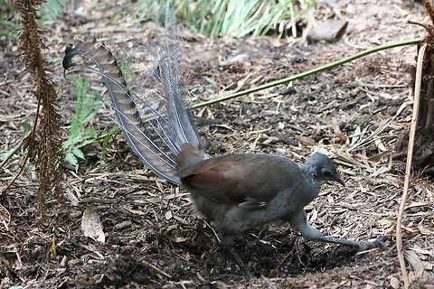 Superb Lyre Bird Habitat is temperate, subtropical rainforest from Dandenong ranges in Victoria, Australia Lyre Bird,Menura novaehollandiae,Superb Lyrebird