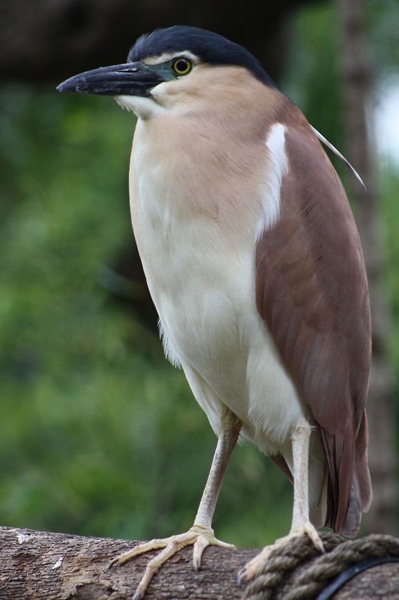 Nankeen Night Heron  Nankeen Night Heron,Nycticorax caledonicus