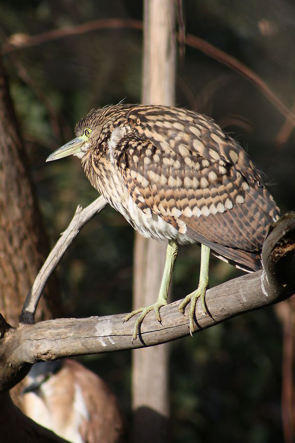 Nankeen Night-Heron (Juv)  Nankeen Night Heron,Nycticorax caledonicus