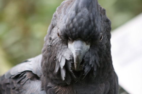 Black Cockatoo - Male  Calyptorhynchus banksii,Red-tailed Black Cockatoo