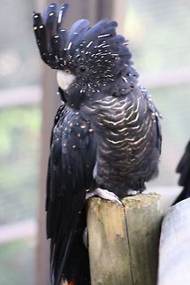 Red-tailed Black Cockatoo They are found inland on the border of South Australia and Victoria Calyptorhynchus banksii,Red-tailed Black Cockatoo