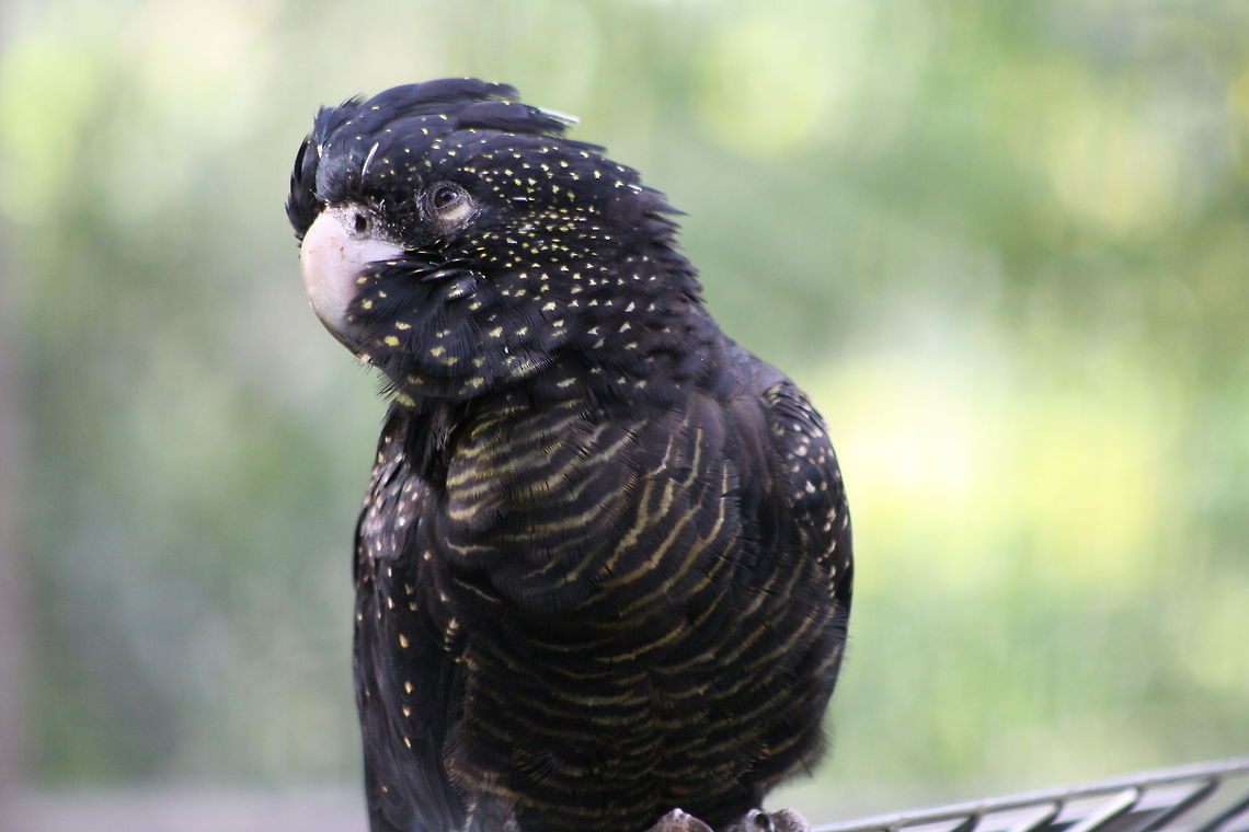 Red-tailed Cockatoo  Calyptorhynchus banksii,Red-tailed Black Cockatoo