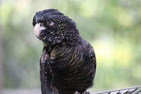 Red-tailed Cockatoo  Calyptorhynchus banksii,Red-tailed Black Cockatoo