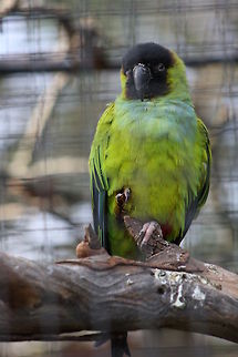 Nanday Parakeet  Nanday Parakeet,Nandayus nenday