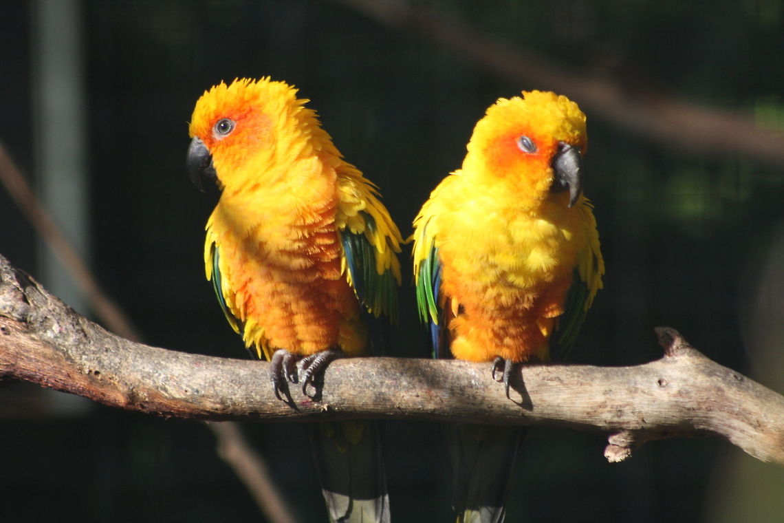 Sun Conure (pair)  Aratinga solstitialis,Sun Parakeet