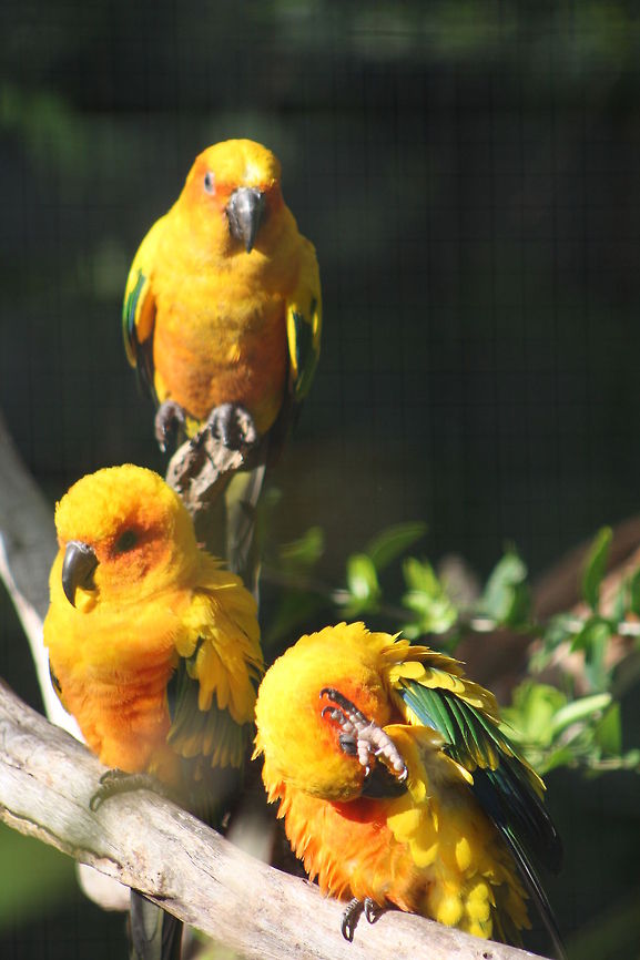 Sun Conure  Aratinga solstitialis,Sun Parakeet