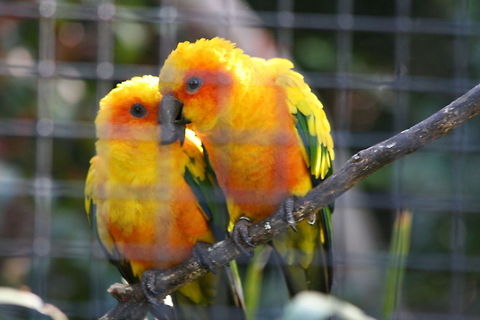 Sun Conure pair  Aratinga solstitialis,Sun Parakeet