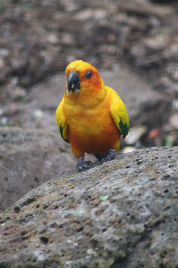 Sun Conure  Aratinga solstitialis,Sun Parakeet