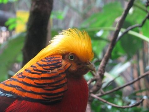 Golden Pheasant Native to forests in mountianous areas of Central and Western China Chrysolophus pictus,Golden Pheasant