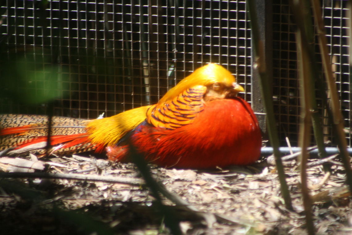 Golden Pheasant  Chrysolophus pictus,Golden Pheasant
