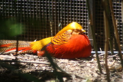 Golden Pheasant  Chrysolophus pictus,Golden Pheasant