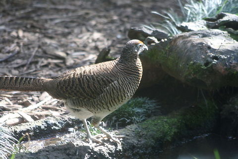 Golden Pheasant (female)  Chrysolophus pictus,Golden Pheasant