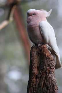Major Mitchell Cockatoo  Lophochroa leadbeateri,Major Mitchells Cockatoo