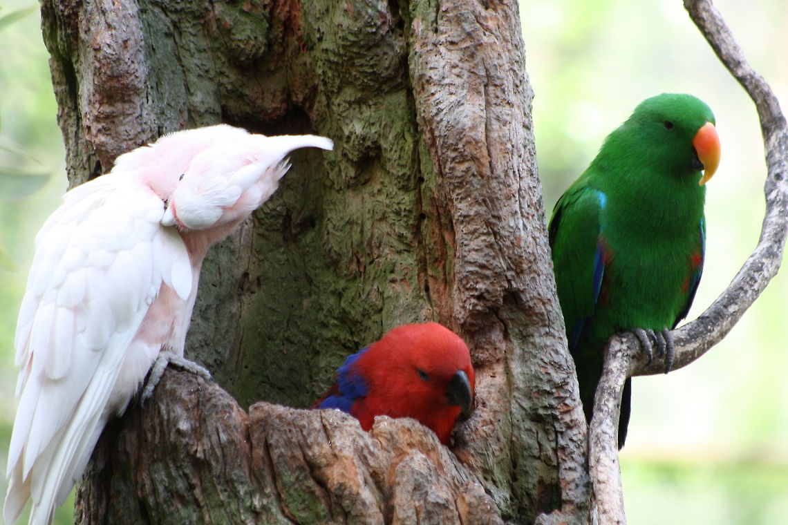 Major Mitchell (Pink Cockatoo) and Electus Parrots  Lophochroa leadbeateri,Major Mitchells Cockatoo