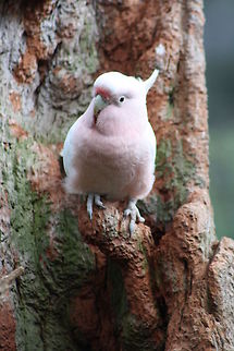 Major Mitchell Cockatoo Raange is mainland Australia, arid and semi-arid interior from inland Queensland, New South Wales and Victoria to West Australia Lophochroa leadbeateri,Major Mitchells Cockatoo
