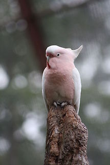 Major Mitchell Cockatoo The other name is Pink Cockatoo Lophochroa leadbeateri,Major Mitchells Cockatoo