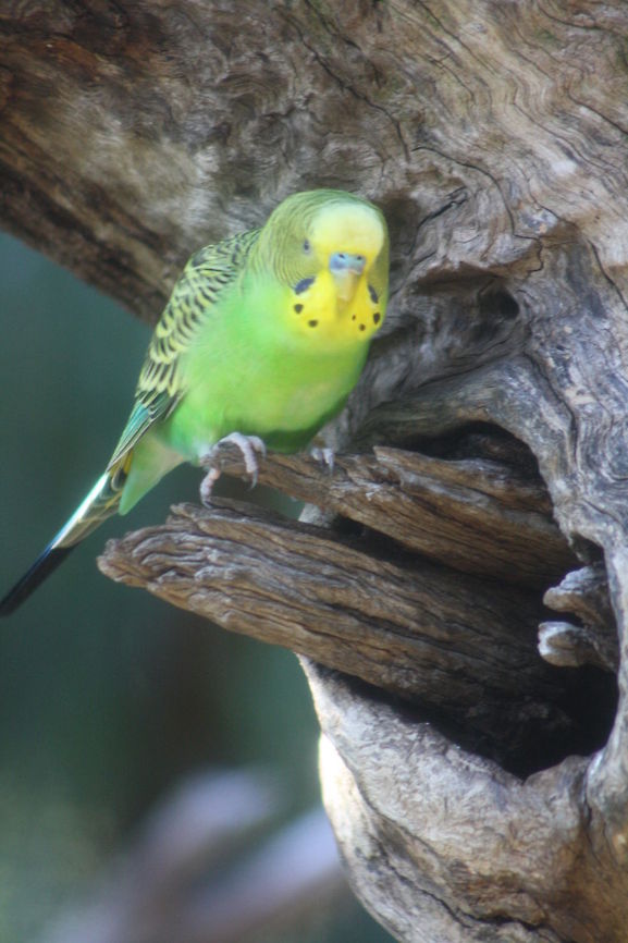 Budgerigar  Budgerigar,Melopsittacus undulatus