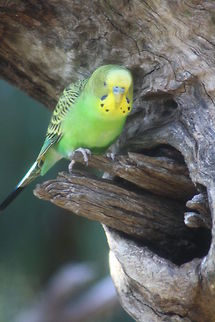 Budgerigar  Budgerigar,Melopsittacus undulatus