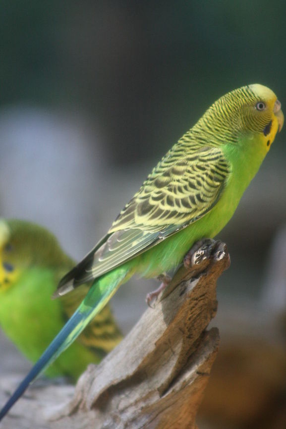 Budgerigar  Budgerigar,Melopsittacus undulatus