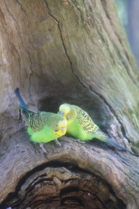 Budgerigar pair  Budgerigar,Melopsittacus undulatus
