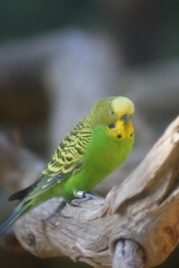 Budgerigar Habitat is grasslands, spinifex, pastoral country, mallee, mulga, eucalypts on watercourses, freshwater lakes in Australia. The green colour is the natural colour and they are smaller than what you get in pet shops around the world. Budgerigar,Melopsittacus undulatus