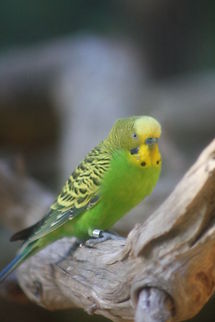 Budgerigar Habitat is grasslands, spinifex, pastoral country, mallee, mulga, eucalypts on watercourses, freshwater lakes in Australia. The green colour is the natural colour and they are smaller than what you get in pet shops around the world. Budgerigar,Melopsittacus undulatus