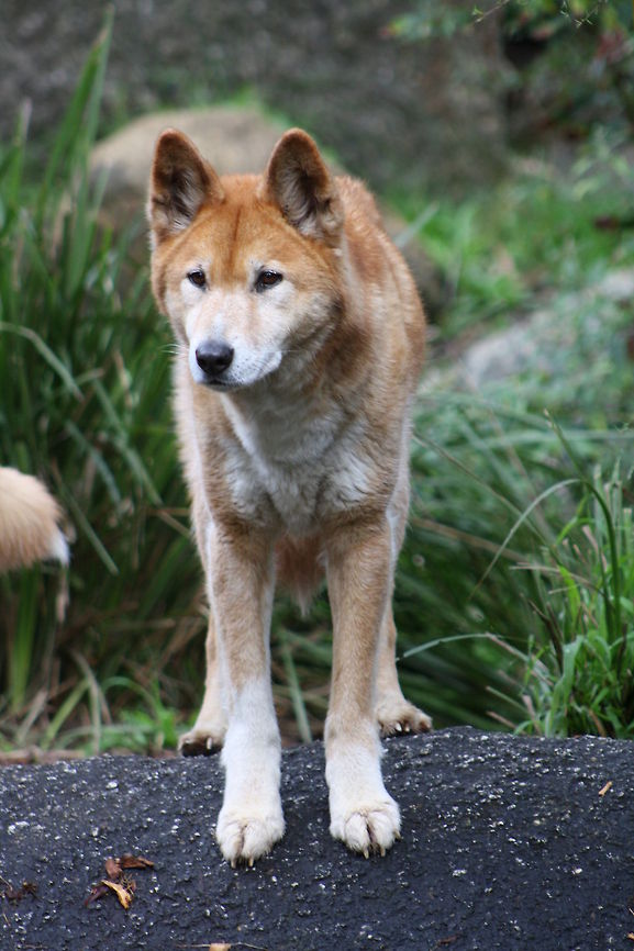 Alpine Dingo Native to Alpine areas in Australia Australian dingo,Canis lupus dingo