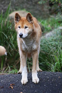 Alpine Dingo Native to Alpine areas in Australia Australian dingo,Canis lupus dingo