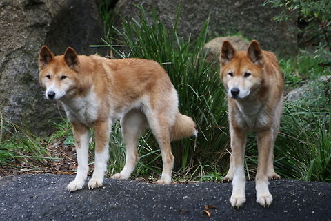 Alpine Dingo  Australian dingo,Canis lupus dingo